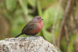 Image. African Firefinch