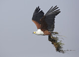 Image. African Fish Eagle