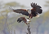 Image. African Fish Eagle
