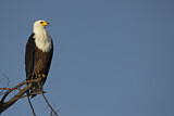 Image. African Fish Eagle