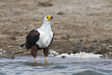 Image. African Fish Eagle
