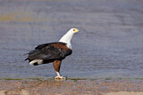 Image. African Fish Eagle