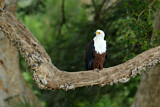 Image. African Fish Eagle