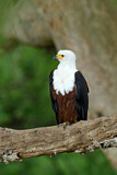 Image. African Fish Eagle