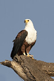 Image. African Fish Eagle