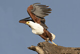 Image. African Fish Eagle