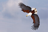 Image. African Fish Eagle