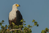 Image. African Fish Eagle