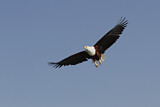 Image. African Fish Eagle