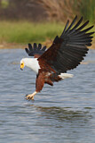 Image. African Fish Eagle