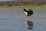 Image. African Fish Eagle