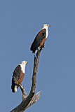 Image. African Fish Eagle