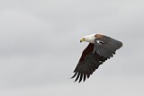 Image. African Fish Eagle