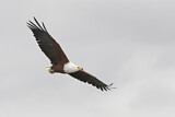 Image. African Fish Eagle