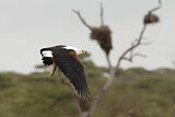 Image. African Fish Eagle