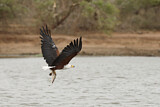Image. African Fish Eagle