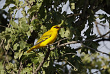 Image. African Golden Oriole