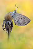 Image. African Grass Blue
