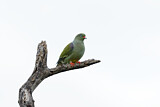 Image. African Green Pigeon