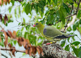 Image. African Green Pigeon