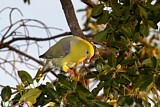 Image. African Green Pigeon