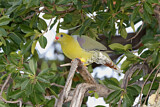 Image. African Green Pigeon