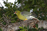Image. African Green Pigeon