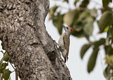 Image. African Grey Woodpecker