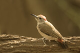 Image. African Grey Woodpecker