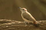 Image. African Grey Woodpecker