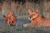 Image. African Lion