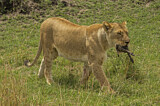 Image. African Lion