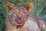 Image. African Lion