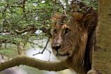 Image. African Lion