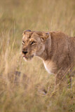 Image. African Lion