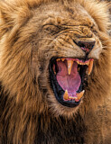 Image. African Lion