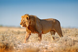 Image. African Lion