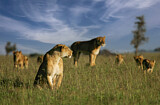 Image. African Lion