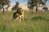Image. African Lion