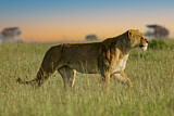 Image. African Lion
