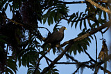 Image. African Olive Pigeon