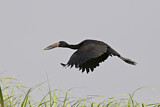 Image. African Openbill