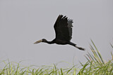 Image. African Openbill