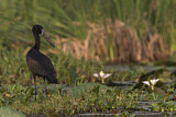Image. African Openbill