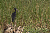 Image. African Openbill