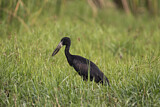 Image. African Openbill