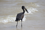 Image. African Openbill