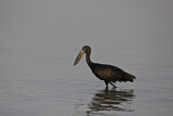 Image. African Openbill