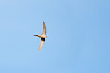 Image. African Palm Swift