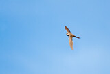 Image. African Palm Swift